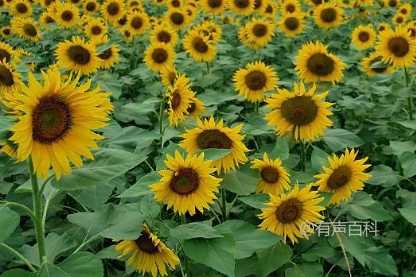 油葵种植技术与病虫害防治措施