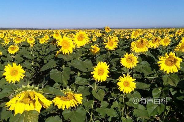 油葵种植技术与病虫害防治措施