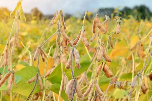 秋季黄豆播种时间及播种方法步骤