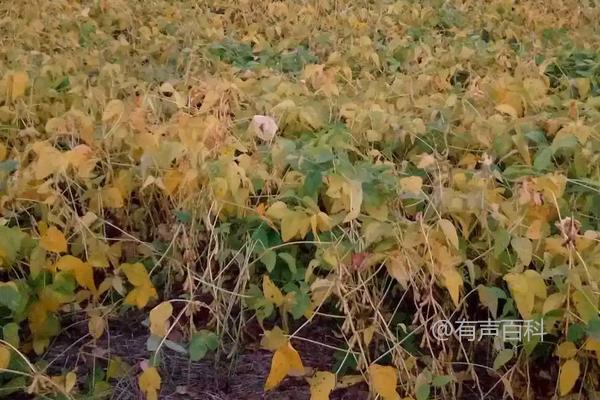 秋季黄豆播种时间及播种方法步骤