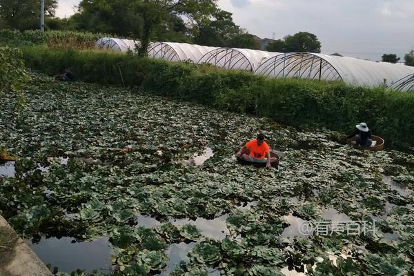 菱角种植时间及种植技巧