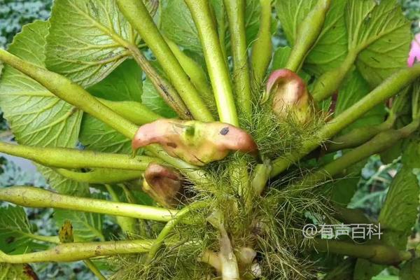 菱角种植时间及种植技巧