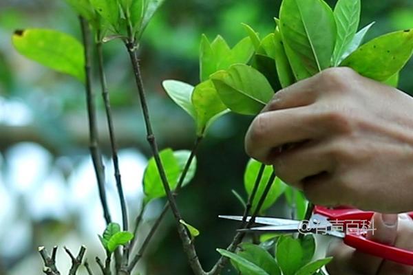 水培栀子花的正确方法：如何给栀子花进行消毒并插入水中