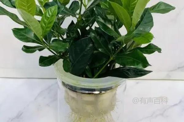 水培栀子花的正确方法：如何给栀子花进行消毒并插入水中