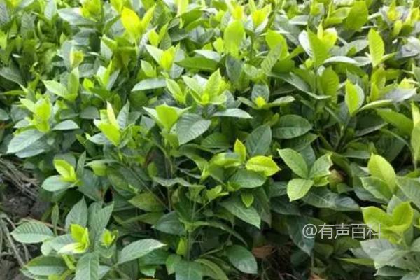 种植栀子的土壤要求是肥沃疏松，合适的土壤条件是怎样的？