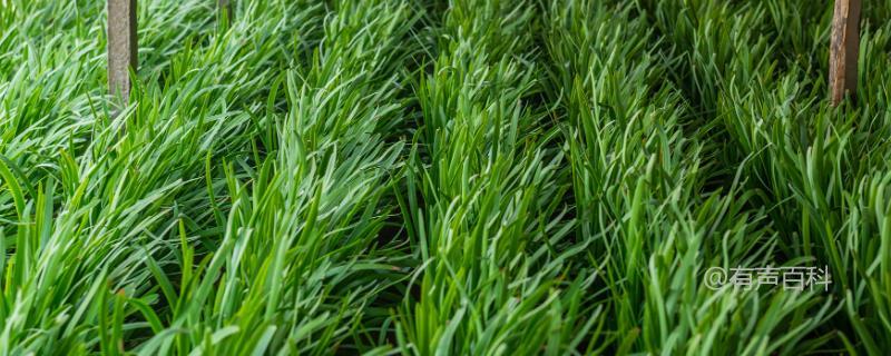 大棚韭菜种植关键技巧，扣膜前需适度加温