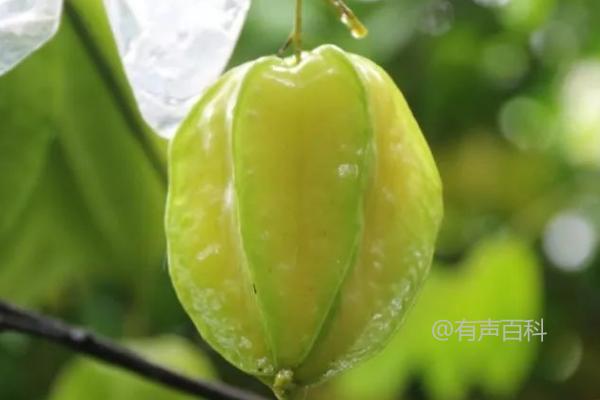 红杨桃种植的关键步骤及栽植技巧