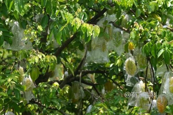 红杨桃种植的关键步骤及栽植技巧