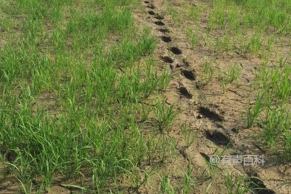 18两优-720水稻种子简介：品种特点、株高等要点