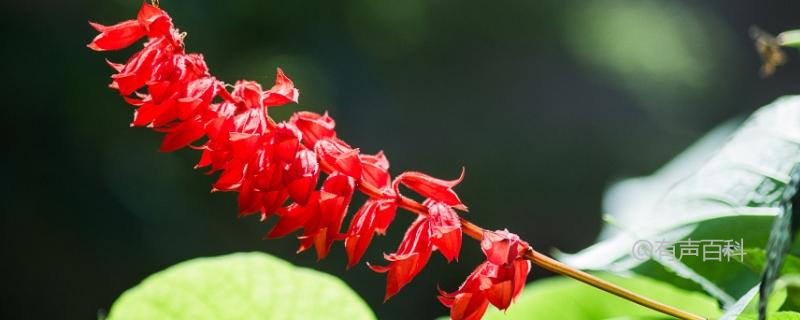 春季开花的一串红，花语代表着热情和爱情。