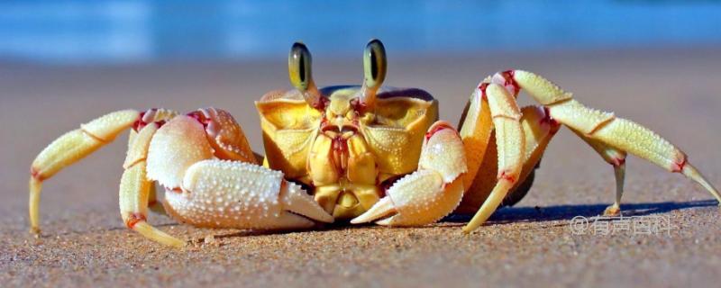 螃蟹的饲养食谱2021：合适的食物让螃蟹健康生长