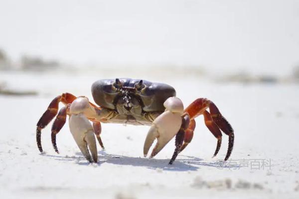 螃蟹的饲养食谱2021：合适的食物让螃蟹健康生长