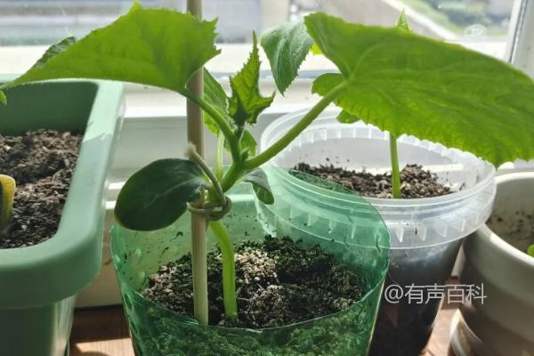 怎样选择瓷盆或搪瓷盆，让黄瓜成功种植在花盆里？