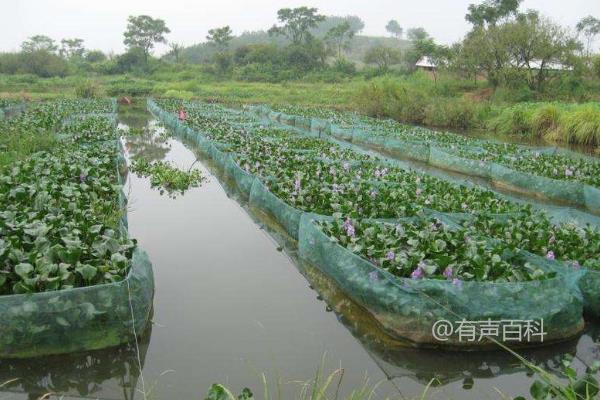 黄鳝养殖场网箱搭建：水体要求详解