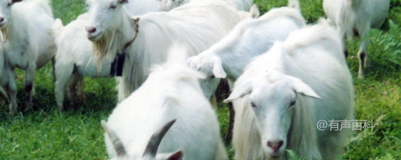 白山羊养殖技术：繁殖管理与放牧饲养