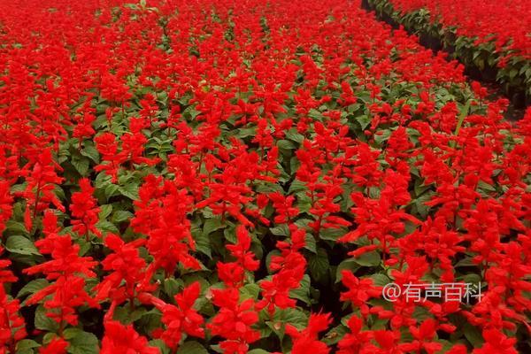 种植一串红，开花时间及种植方法