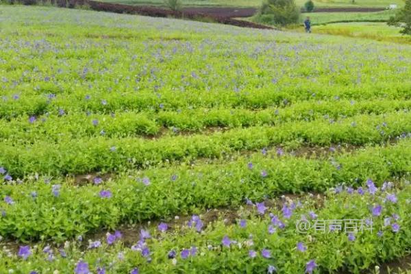 桔梗种植方法及种子繁殖技巧