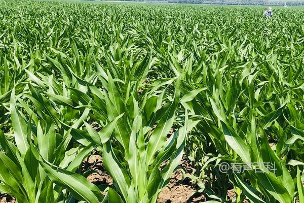 河北玉米种植管理技术及成熟时间介绍