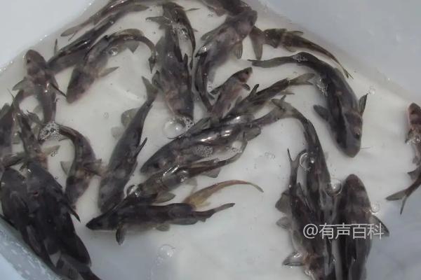 鲤鱼是淡水鱼还是海水鱼