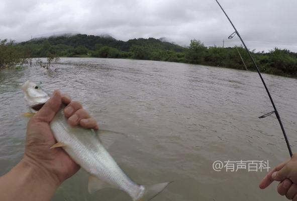 路亚钓法的效果及技巧要求