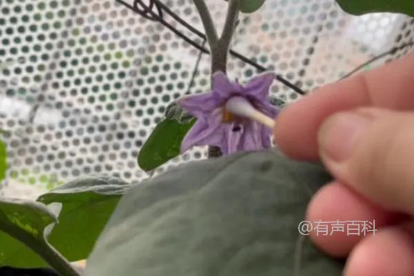 人工授粉如何提高茄子的授粉率？