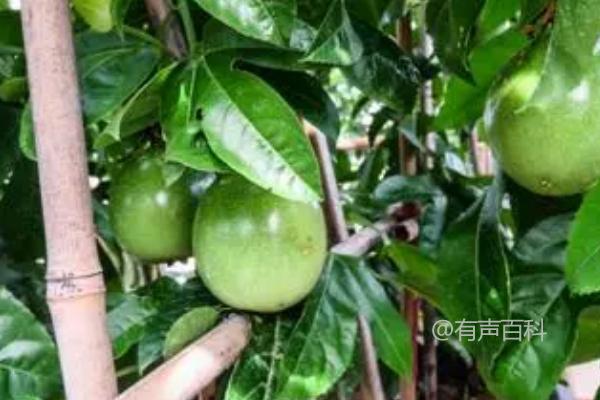 百香果剪枝技巧：如何高效产量，定植后去除多余侧枝