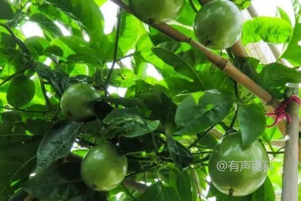 百香果剪枝技巧：如何高效产量，定植后去除多余侧枝