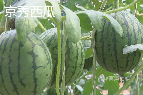 5月西瓜是反季节水果吗？并非完全反季节，存在早熟品种