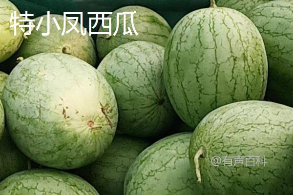 5月西瓜是反季节水果吗？并非完全反季节，存在早熟品种