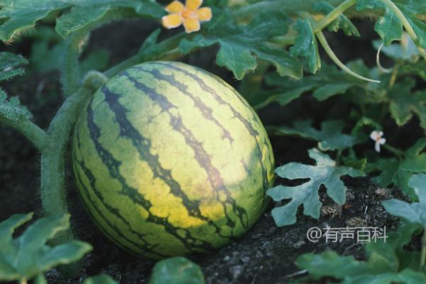 5月西瓜是反季节水果吗？并非完全反季节，存在早熟品种