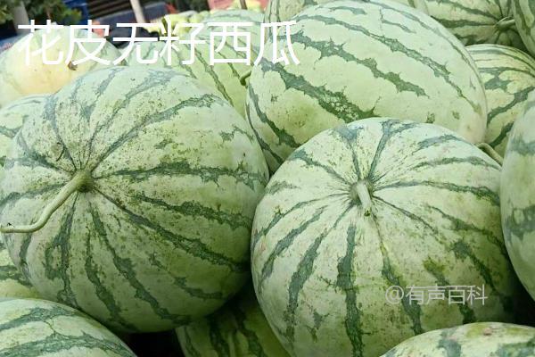 5月西瓜是反季节水果吗？并非完全反季节，存在早熟品种