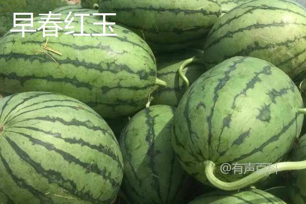 5月西瓜是反季节水果吗？并非完全反季节，存在早熟品种