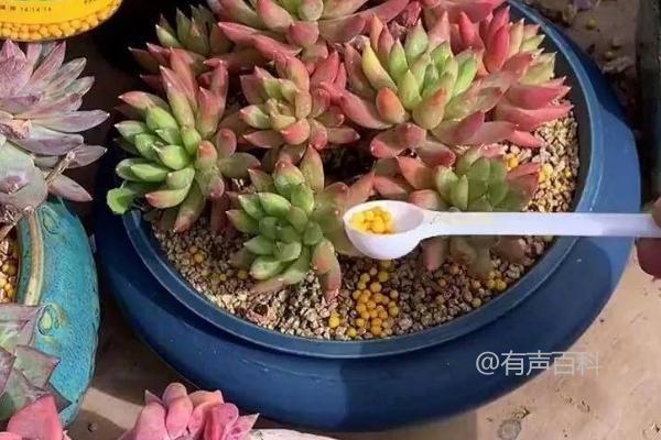 多肉植物施肥技巧：如何选择氮肥和磷肥