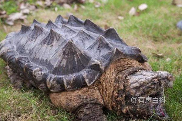 鳄鱼龟的养殖方法，水位控制和勤换水的技巧