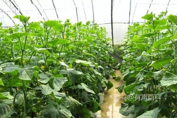 如何掌控蔬菜大棚种植技术，合理调节棚内湿温度？