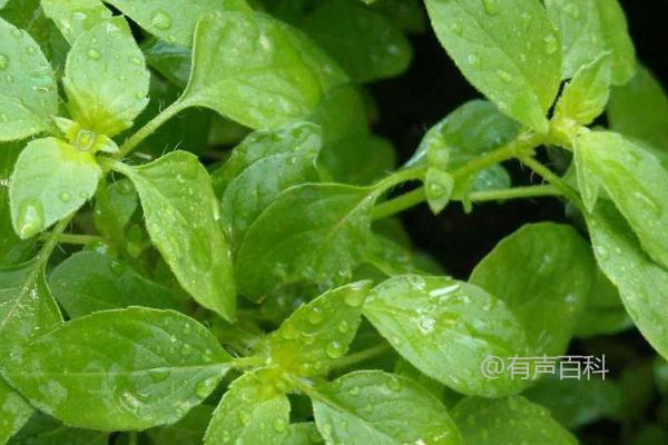 荆芥种植条件详解：土壤、温度、光照、水分必须具备