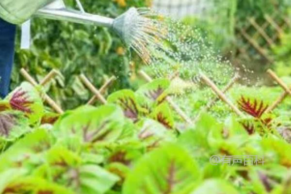 冬季大棚栽培蔬菜浇水技巧，根据天气调节浇水频率