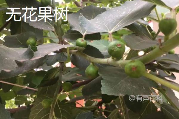 无花果树和五指毛桃树有何不同？