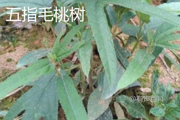 无花果树和五指毛桃树有何不同？