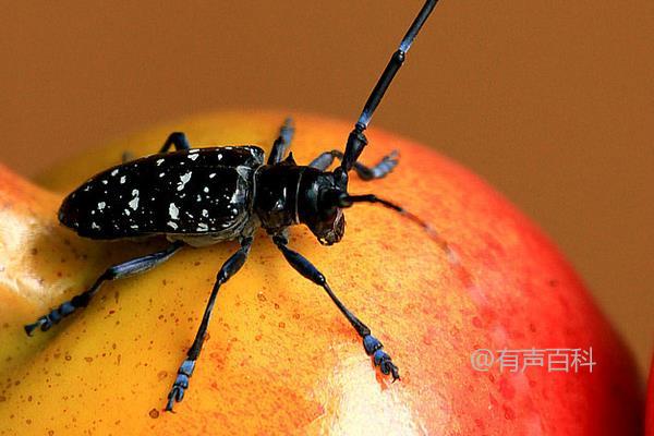 天牛吃什么：探讨天牛的饮食习性