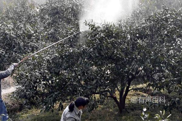 如何通过施用特定肥料让柑橘更甜

使用复合肥和钙肥等肥料来提高柑橘的甜度