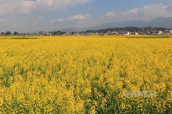 夏熟作物春季化除，气温稳定超过5℃时应及早进行药物处理