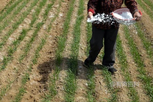 江淮稻麦区小麦拔节肥追施方法及作用，适宜追施6-8公斤尿素