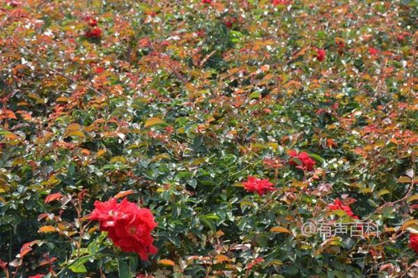 月季花施肥浓度过高怎么办？用生根粉处理后如何重新种植