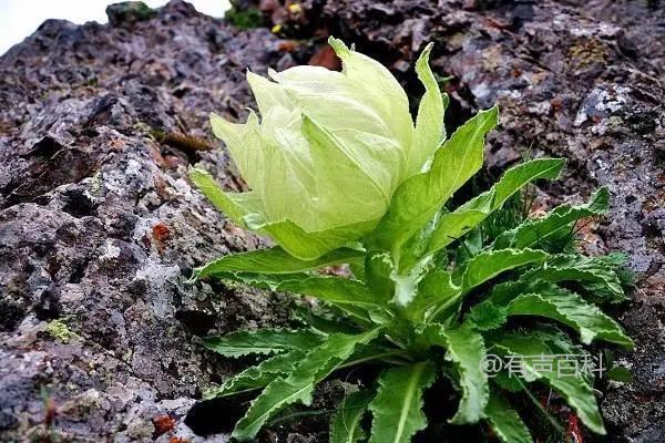 种植雪莲花的详细步骤和注意事项