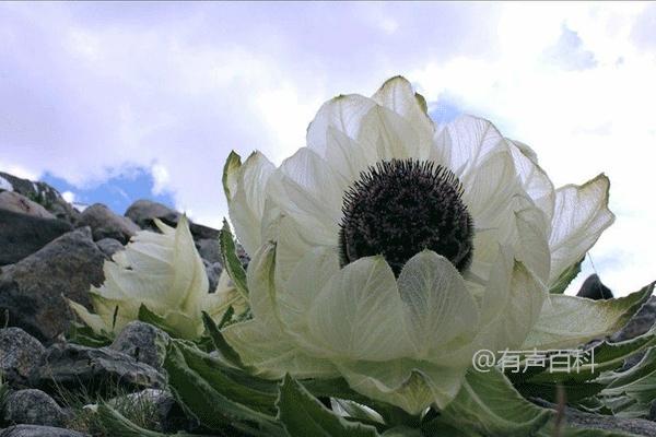 种植雪莲花的详细步骤和注意事项