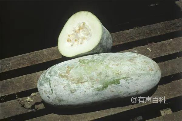 冬瓜种植技巧：如何培育又大又多的冬瓜？