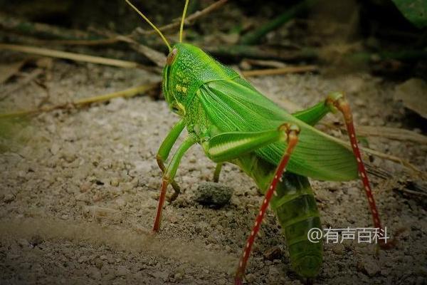 蚂蚱养殖技术，品种选择与防逃方法