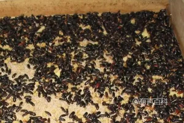 黄粉虫成虫饲养方法分享