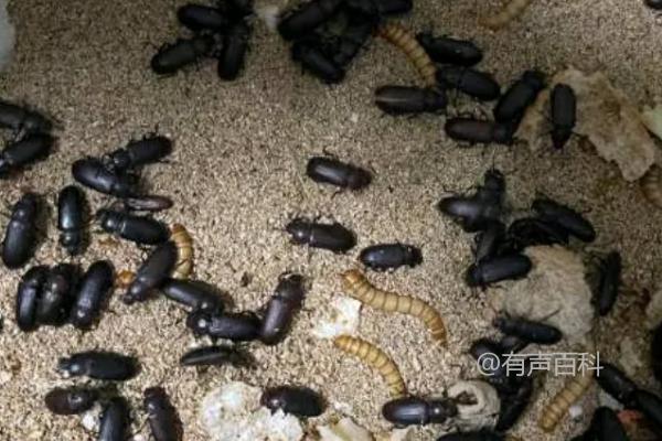 黄粉虫成虫饲养方法分享